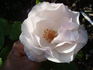Marie-Louise Velge rose photo