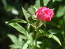 Magic Wand rose photo
