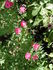 Magic Wand rose photo