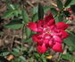 Little Buckaroo rose photo