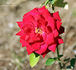 Red Joy rose photo