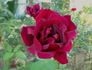 Kentucky Derby rose photo