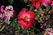 Catalònia rose photo
