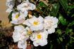 Elfe rose photo