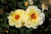 Isobel Harkness rose photo