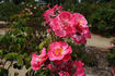 Kathleen Ferrier rose photo