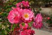 Kathleen Ferrier rose photo