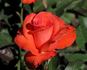 Lady Rose rose photo