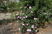 Madame d'Enfert rose photo