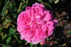 Madame Prévost rose photo