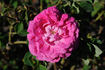 Madame Prévost rose photo
