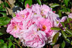 Pink Porcelain rose photo