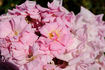 Pink Porcelain rose photo