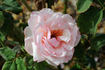 Secretaris Zwart rose photo