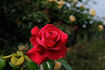 Shining Ruby rose photo