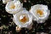 Sir Frederick Ashton rose photo