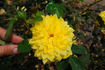 Sunny Today rose photo
