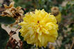 Sunny Today rose photo