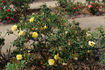 Sunny Today rose photo