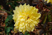 Sunny Today rose photo