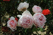 Thomas A. Edison rose photo