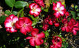 Glamour Girl rose photo