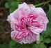 Bona Weillschott rose photo