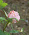 Bona Weillschott rose photo