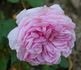 Bona Weillschott rose photo