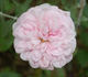 Bona Weillschott rose photo
