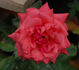 Brandenburg rose photo