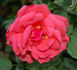 Brandenburg rose photo