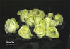 Green Tea ® rose photo