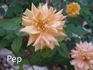 Renaissance de Fléchères ® rose photo