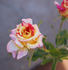 Earthquake, Cl. rose photo