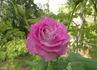 Sweet San Carlos rose photo