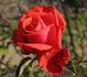 Vesuvius rose photo