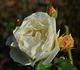 Mary Webb ® rose photo