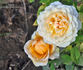 Honey ® rose photo