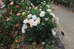 Fleur Cowles rose photo