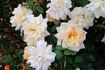 Fleur Cowles rose photo