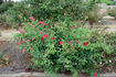 Grandmom Schmidt rose photo