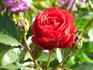 Stromboli rose photo