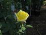 Intimidator rose photo