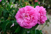 Madame Prévost rose photo