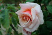 Mrs. Lovell Swisher rose photo