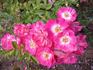 Shady Lady rose photo
