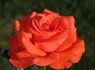Lady Rose rose photo