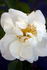 Purity rose photo