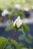 Purity rose photo